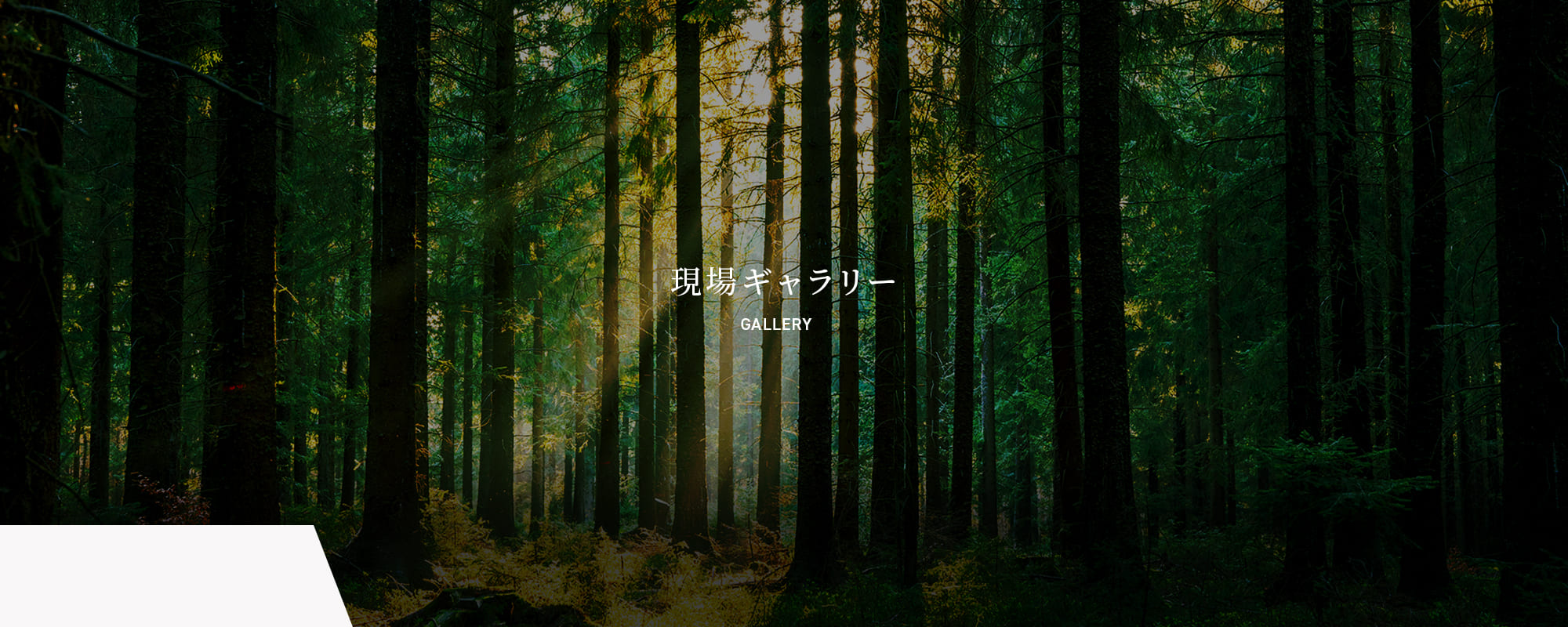 現場ギャラリー
